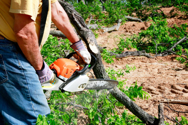 Best Tree Preservation Services  in Mount Pleasant, NC